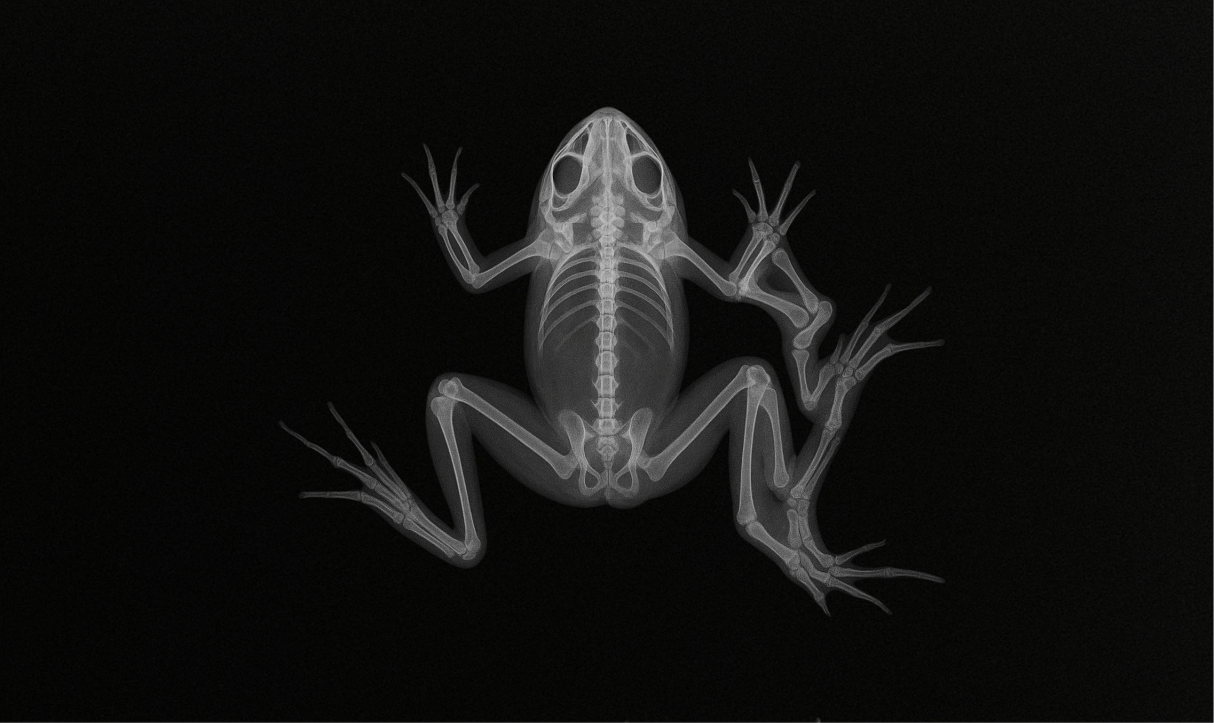 Une grenouille incapable de sauter ou de nager devient une proie facile pour les oiseaux. © AI avec ChatGPT