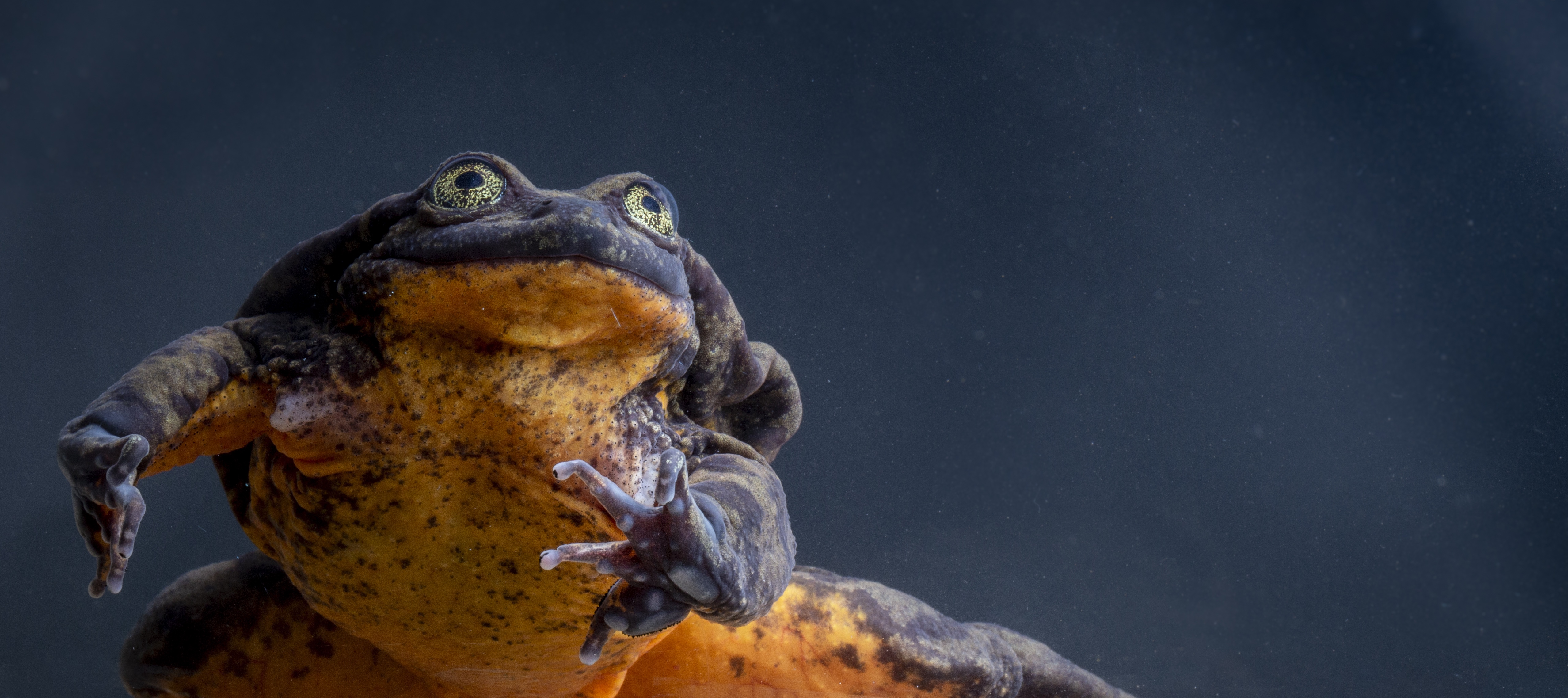 Ô le beau Roméo ! Cela fait 10 ans que cette grenouille aquatique de Sehuencas mâle est célibataire. Il est un des derniers membre de cette espèce qui peuplait autrefois les cours d’eau de Pojo et Comarapa, en Bolivie. © Robin Moore, Global Wildlife Conservation