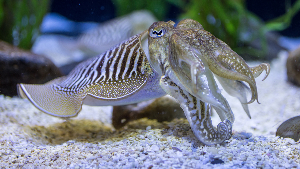 Les seiches communes peuvent atteindre une longueur de 20 à 30 cm (tentacules incluses). Elles vivent notamment sur des fonds sableux ou dans des herbiers.&nbsp;© ZombyLuvr, Flickr, cc by nc sa 2.0