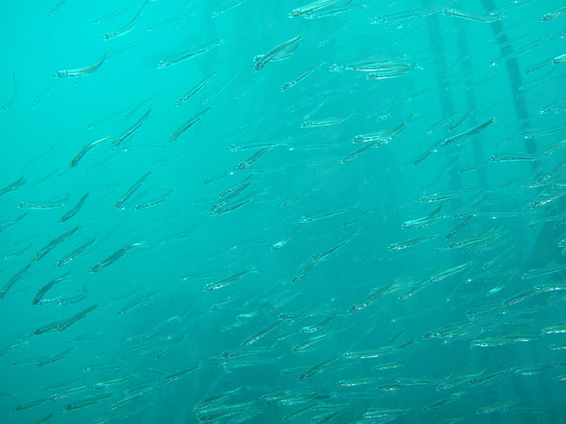 L’excrétion azotée des petits animaux aquatiques libère des ions NH4+. © Peter Southwood, Wikimedia Commons, cc by sa 3.0