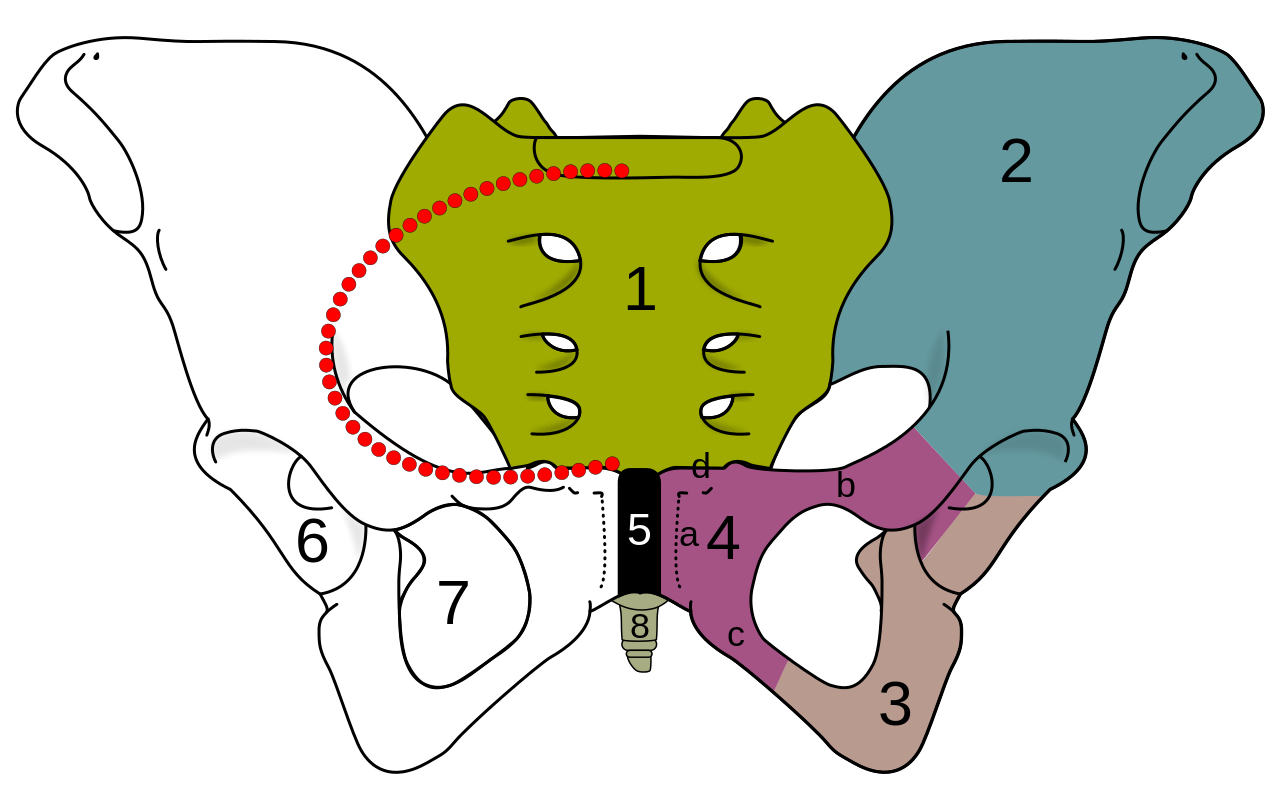 Le bassin comprend le sacrum (1), l'ilium ou ilion (2), l'ischium ou ischion (3), le pubis (4), la symphyse pubienne (5), l'acetabulum (6), le foramen (7) et le coccyx (8). © Fred the Oyster, Wikipedia, CC by-sa 4.0