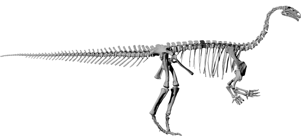 Les platéosaures, dont un squelette est présenté ici, sont des dinosaures herbivores qui mesuraient jusqu'à sept mètres de long, pour un poids de quatre tonnes. Des restes fossiles leur appartenant ont été trouvés en Allemagne, en France, au Groenland et en Suisse. © Radiological Society of North America