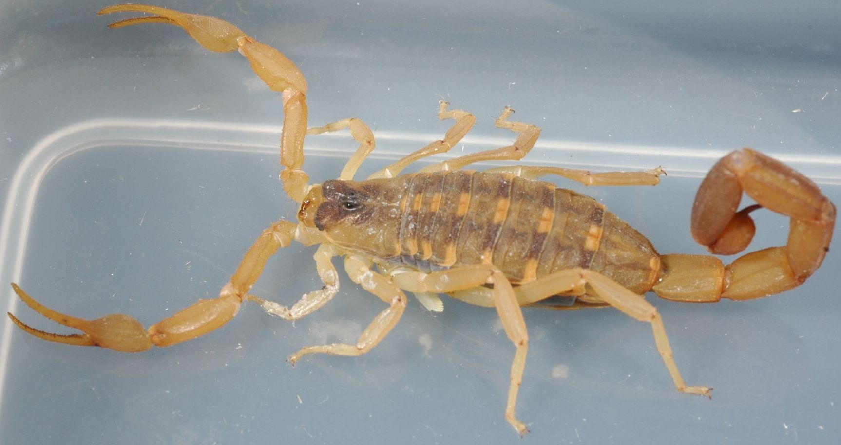 Centruroides vittatus, à l’image, est un scorpion commun dans le sud des États-Unis. © Charles &amp; Clint, Flickr, cc by 2.0