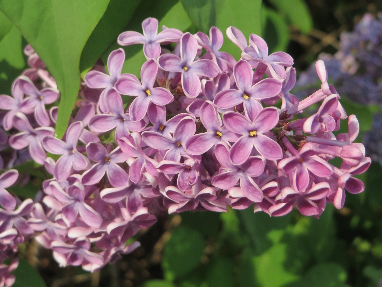 Le lilas des jardins est un arbrisseau ornemental de la famille des Oleaceae. Ses fleurs peuvent être simples ou doubles et plus ou moins parfumées. © AnRo0002, Domaine Public
