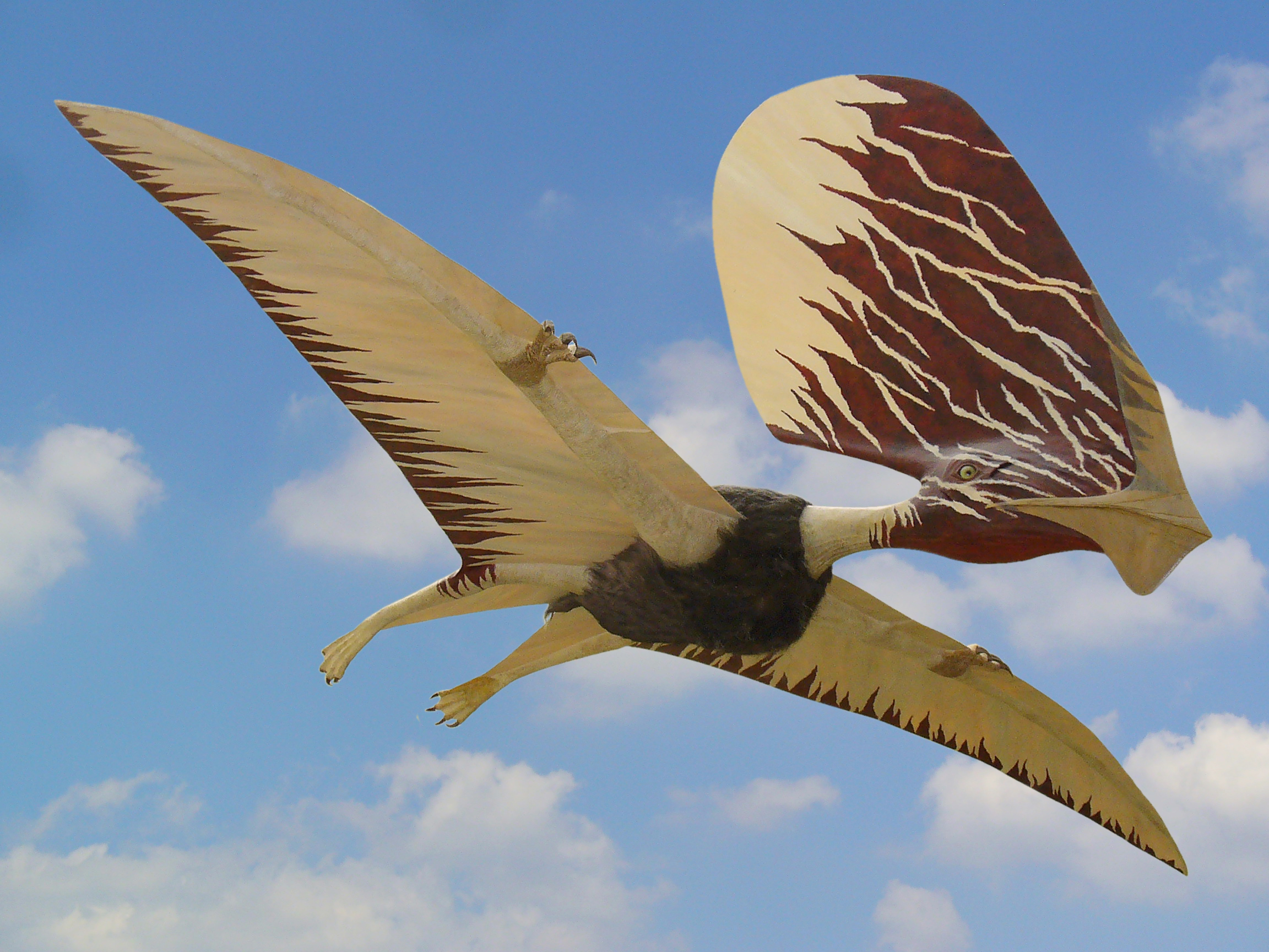 Des chercheurs ont prouvé que les ptérosaures, ces reptiles vivants qui peuplaient le Crétacé inférieur, étaient bien à plumes ! © Susanne Henßen, Wikimedia Commons