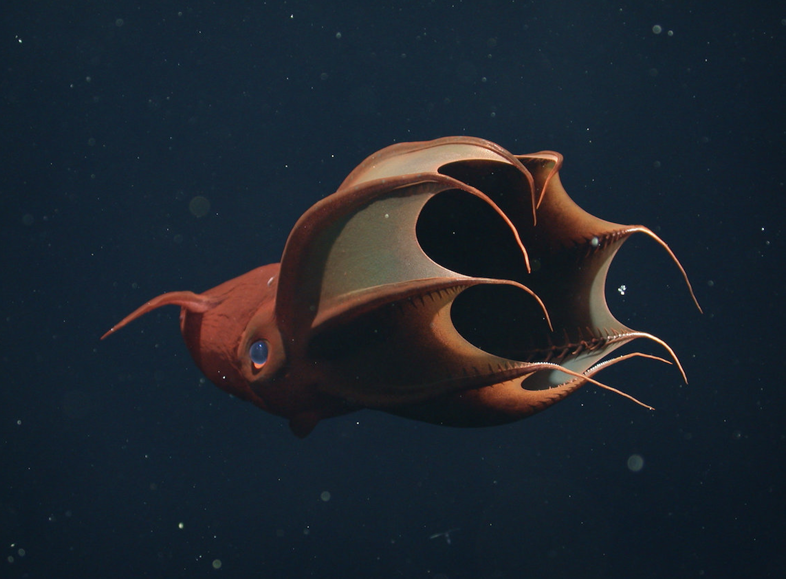 Vampyroteuthis infernalis vit dans les profondeurs de l'océan. © MBARI
