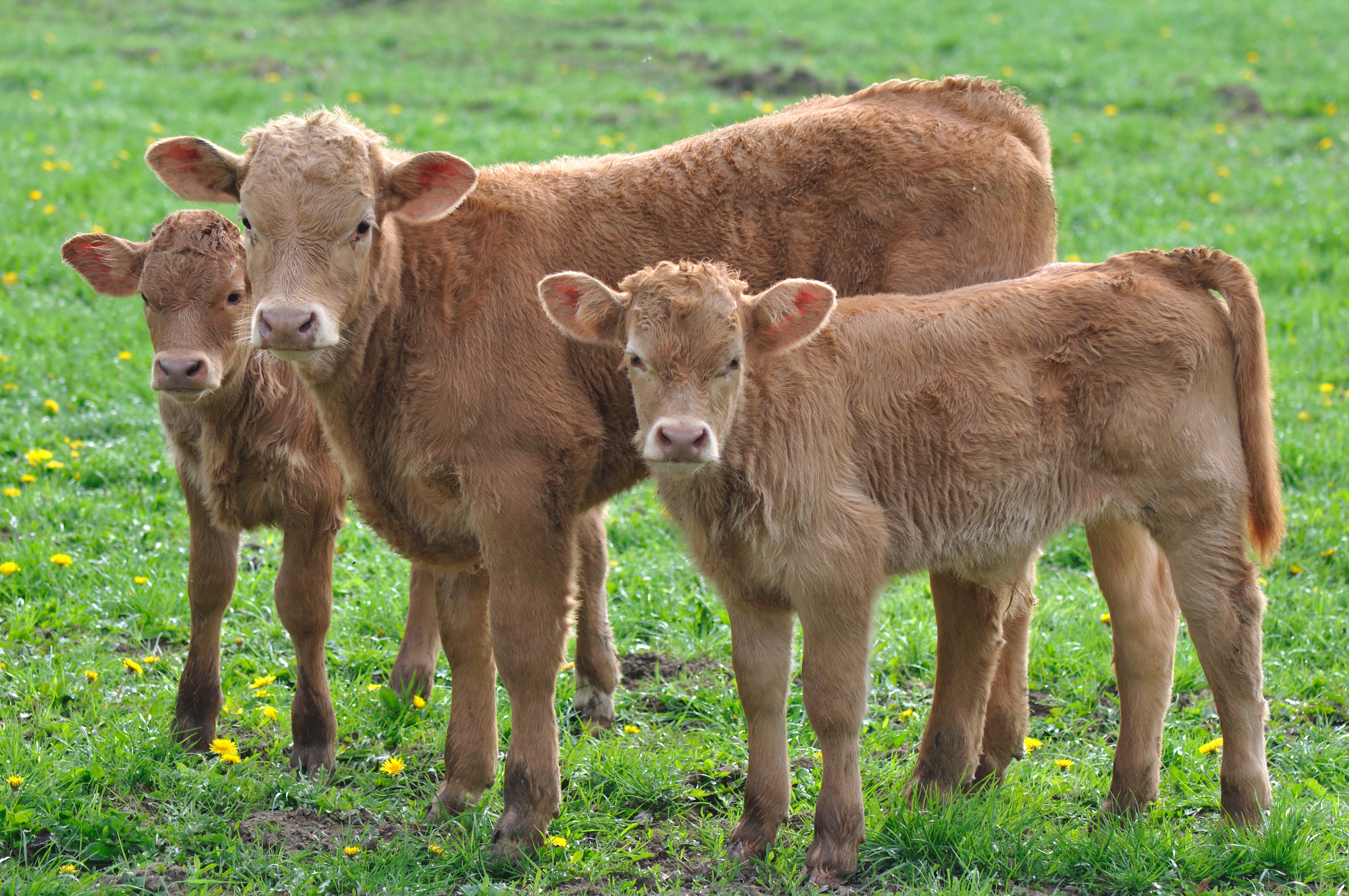 Apprendre aux vaches à devenir propres : un enjeu climatique. © Coco, Adobe Stock