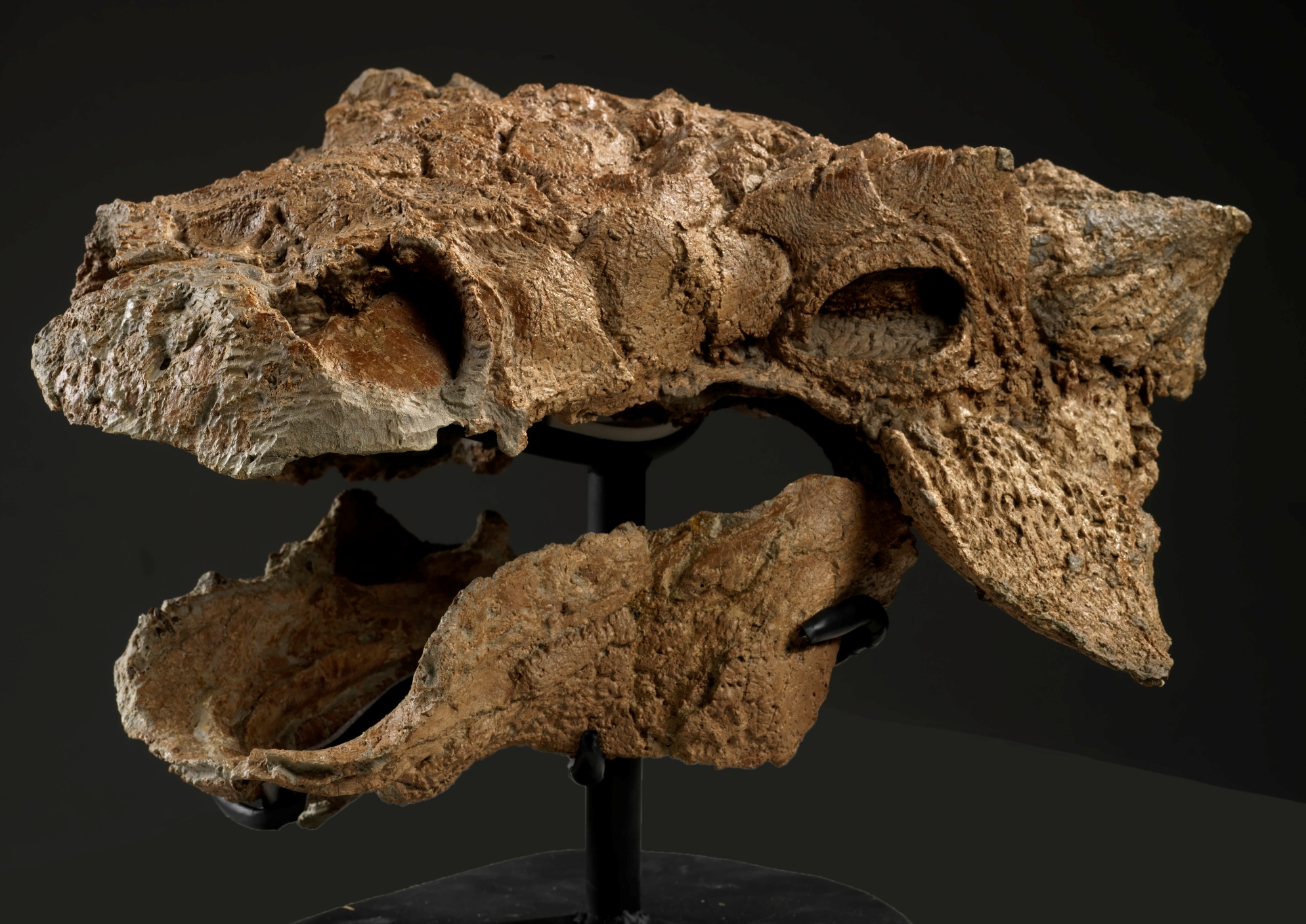Le crâne de Zuul crurivastator. On estime que l'individu mesurait environ six mètres de long avec une masse estimée, elle, à 2 500  kg. © Royal Ontario Museum