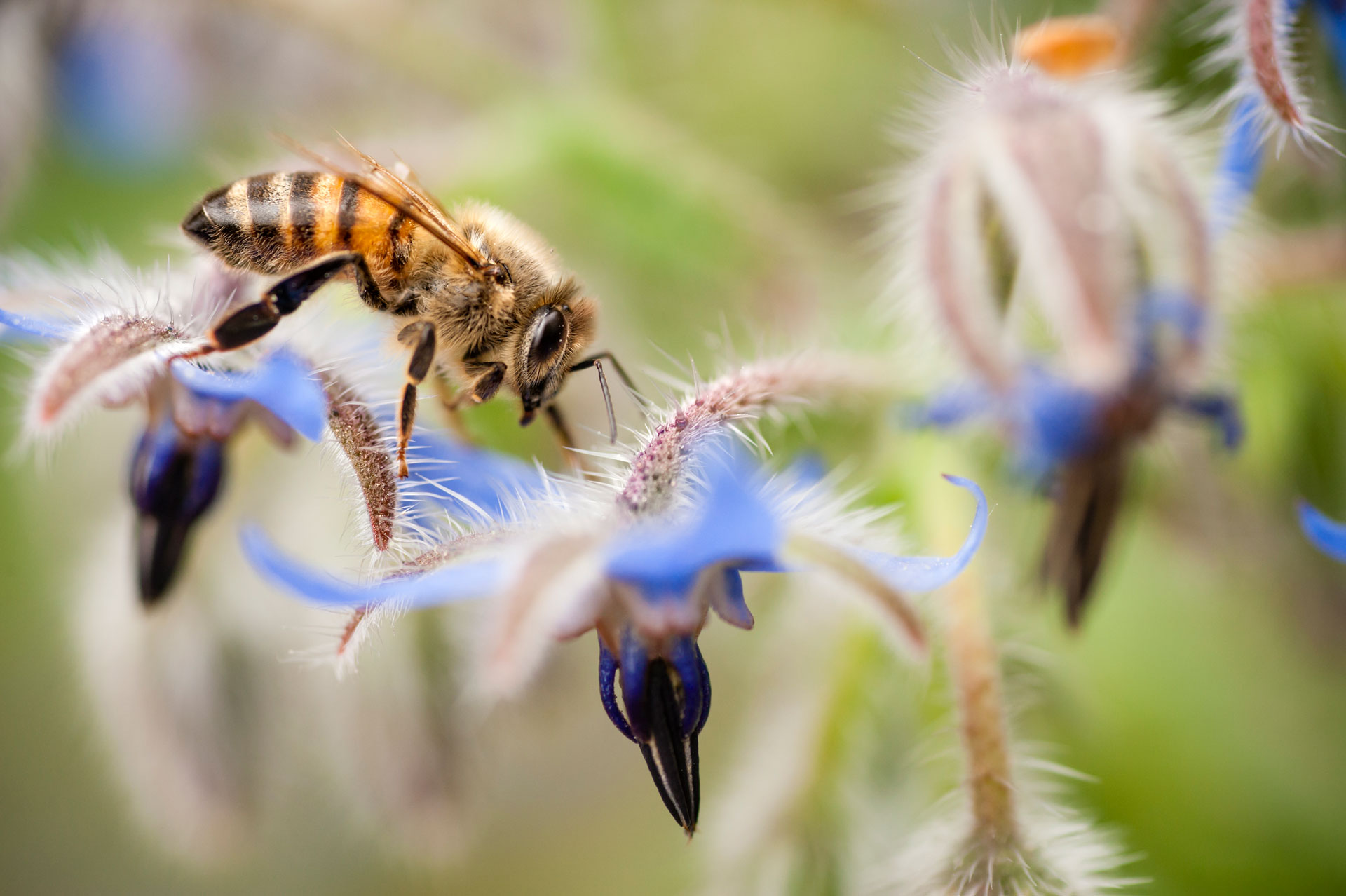 Les abeilles&nbsp;reconnaissent les membres de leur ruche grâce à des molécules présentes sur leur peau. © alessandrozocc