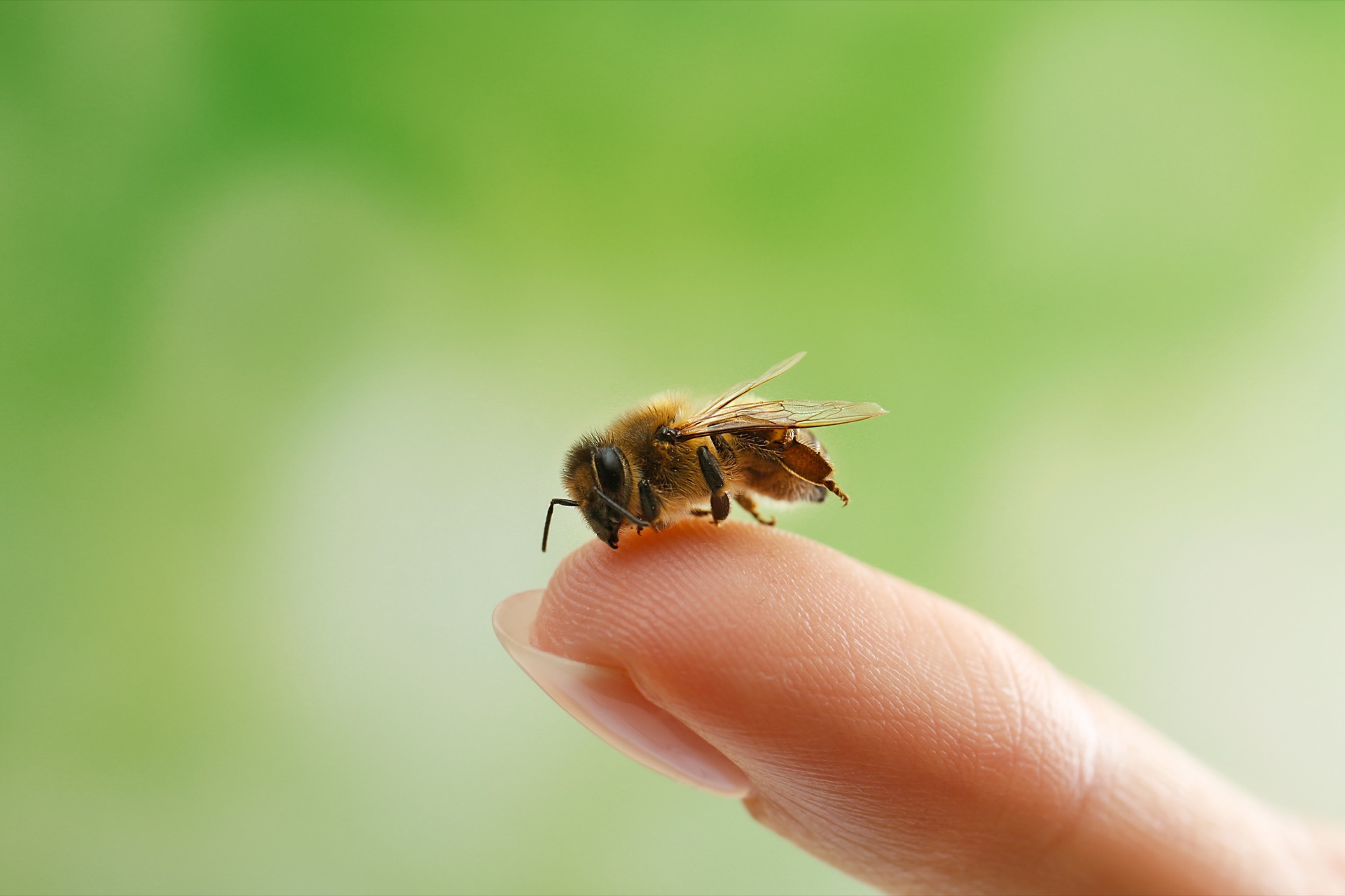 Les abeilles sont capables de détecter avec un grande précision des échantillons positifs au Covid-19. © Africa Studio, Adobe Stock 