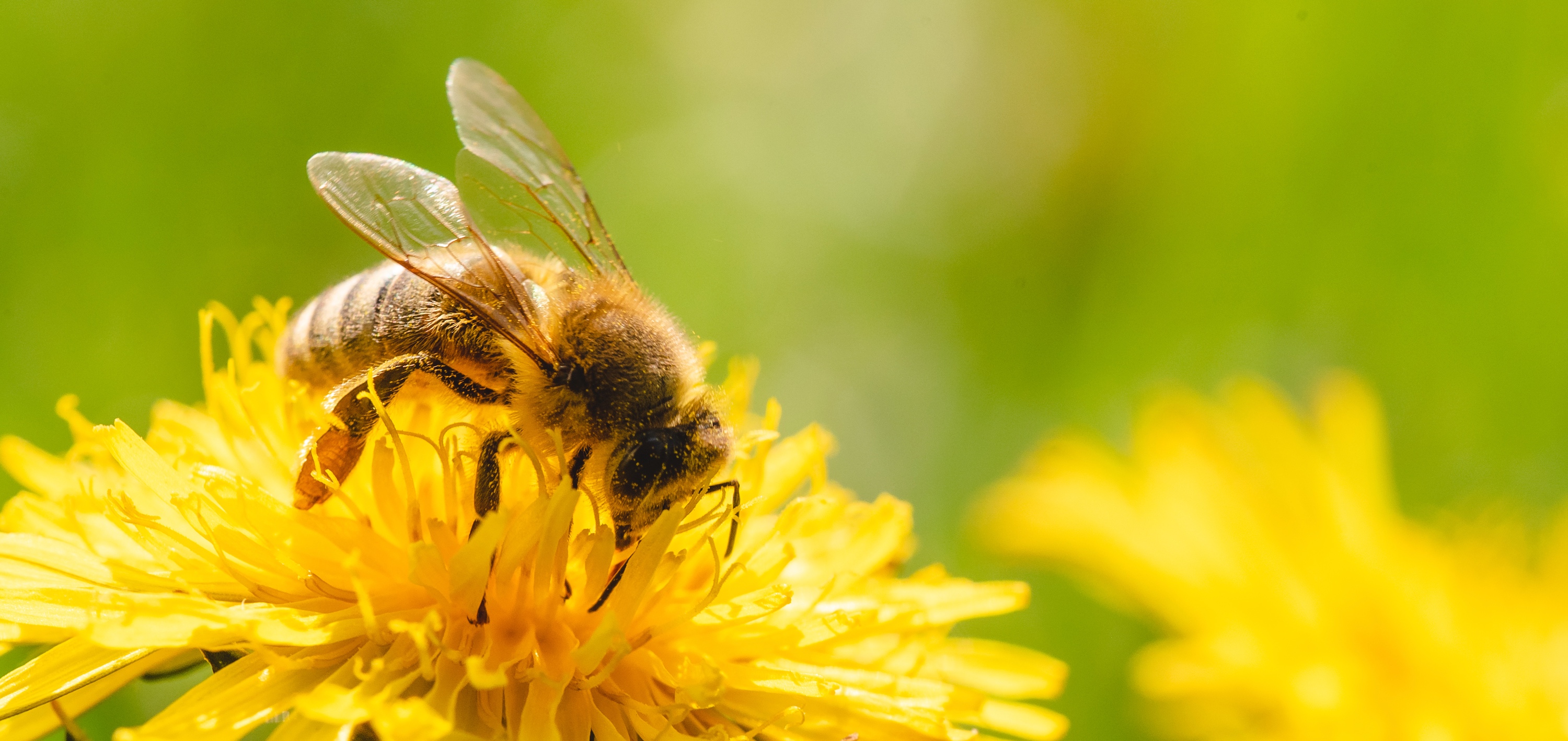 Une abeille butinant un pissenlit. © Przemyslaw Iciak, Adobe Stock