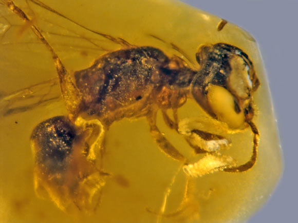 Discoscapa apicula, une abeille qui volait sur Terre il y a 100 millions d'années. © George Poinar Jr., Université de l'Oregon