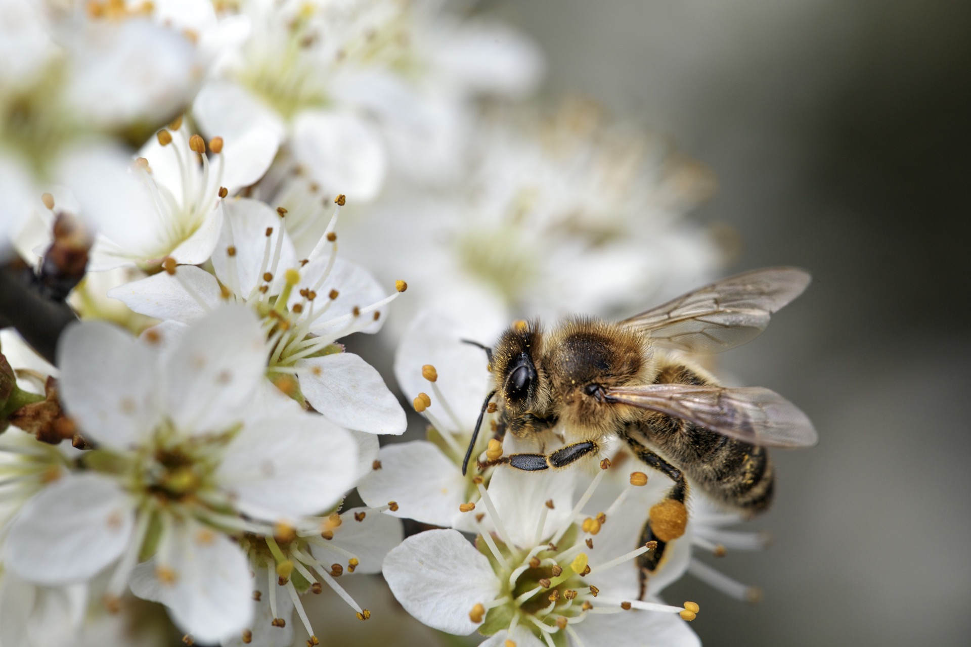 Le processus de pollinisation est indispensable au maintien de la biodiversité. © Nailia Schwarz, Adobe Stock