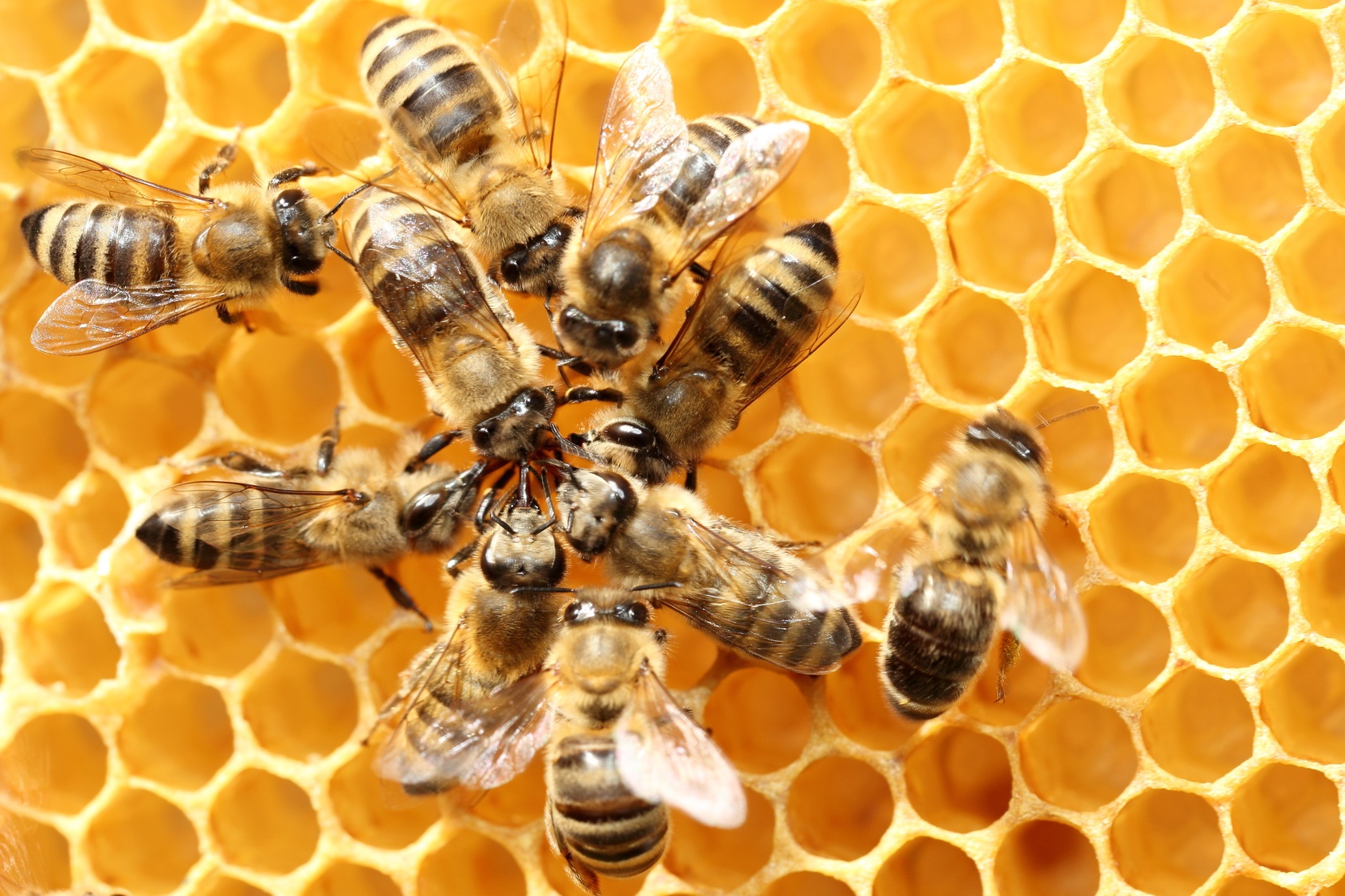 L'Efsa a confirmé que trois pesticides néonicotinoïdes étaient dangereux pour certains animaux. Ainsi, les abeilles qui sont près des champs de maïs traités vivent moins longtemps. © rupbilder, Fotolia
