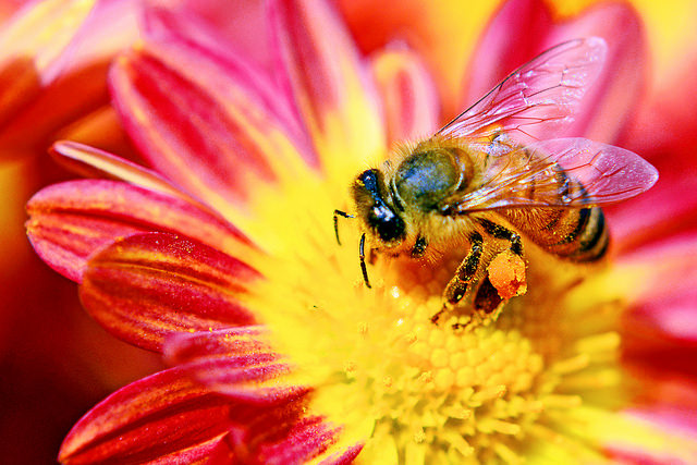 Service écologique gratuit, la pollinisation s'appuie sur de nombreux insectes mais utilise aussi des animaux et le vent. © DR