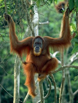 L’orang-outan de Sumatra est victime du défrichage des forêts. Il pourrait avoir complètement disparu en 2020, d’après l’institut Jane Goodall. © Anup Shah / naturepl.com / ARKive.