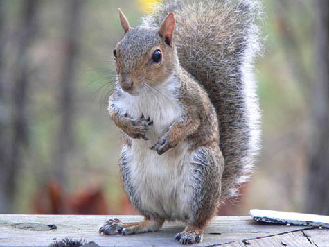 L'écureuil gris (Sciurus carolinensis) est originaire d'Amérique du Nord. Importé en Europe, il a apporté avec lui un virus qui décime les populations européennes d'écureuils roux. © Ken Thomas, domaine public