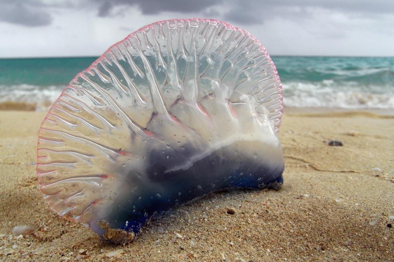 Son nom en grec signifie « bulle d’eau ». Et même si elle ressemble à une méduse (notamment à cause des fortes brûlures urticantes qu’elle inflige) c’est en réalité un siphonophore. © Francis Mariani, Flickr, CC BY-SA 3.0 