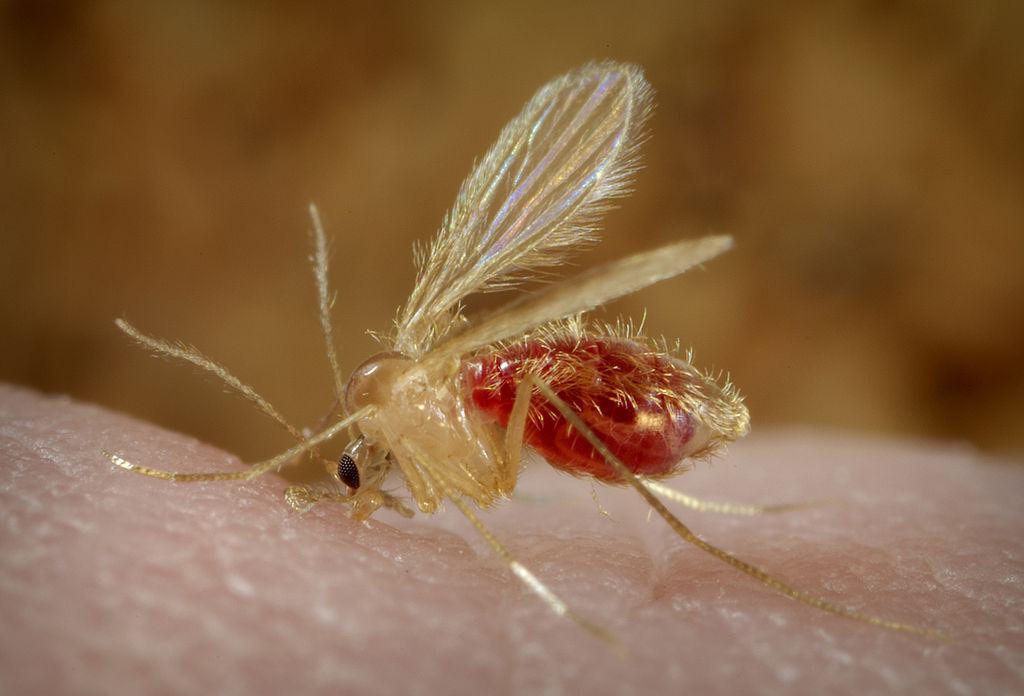 Des spécimens de ce genre de&nbsp;phlébotome, une sous-famille d'insectes&nbsp;morphologiquement proches des moustiques et vecteurs de maladies potentiellement mortelles pour l'Homme,&nbsp;ont été&nbsp;capturés dans la vallée de Phu Hin Poun, au Laos. ©&nbsp;Frank Collins, CDC