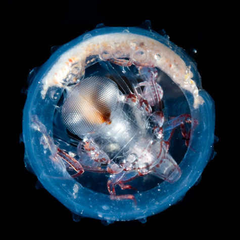 Une femelle amphipode habite une salpe où elle a pondu ses œufs. © M. Ormestad/Kahikai/Tara Oceans 