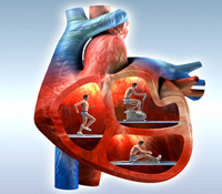 Découvrez le fonctionnement complet du cœur. © Wellcome Images, Flickr CC by nc-nd 2.0