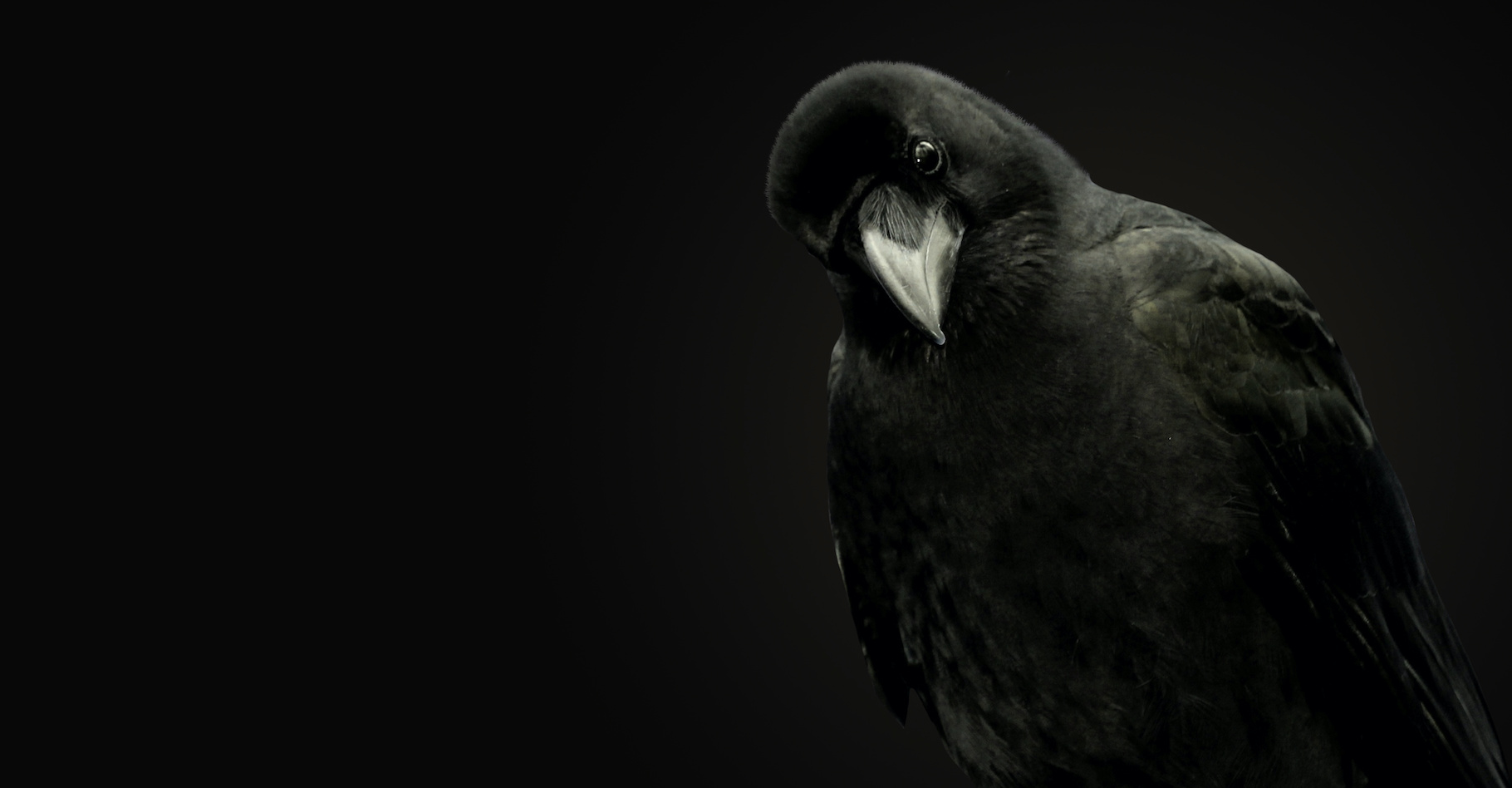 Le corbeau est un oiseau étonnant. Il a de la mémoire. Il a conscience de lui-même. Il sait utiliser — et même fabriquer — des outils. Il est joueur et empathique. Et tout ça serait rendu possible par la présence dans son cerveau d’un nombre important d’interneurones. De quoi assurer au corbeau de ne jamais être vraiment bête ! © Photoeuro, Adobe Stock