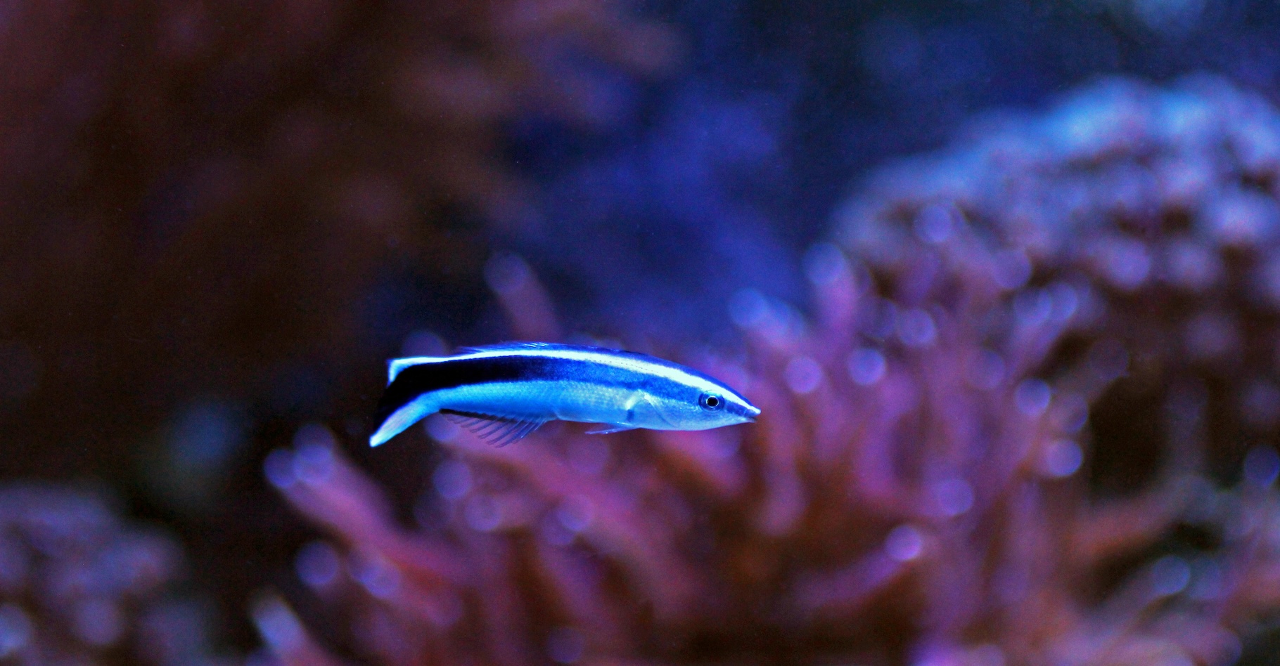 Avant de s’attaquer à un autre poisson, le labre nettoyeur peut être tenté d’évaluer sa taille dans un miroir. © Kolevcki.V, Adobe Stock