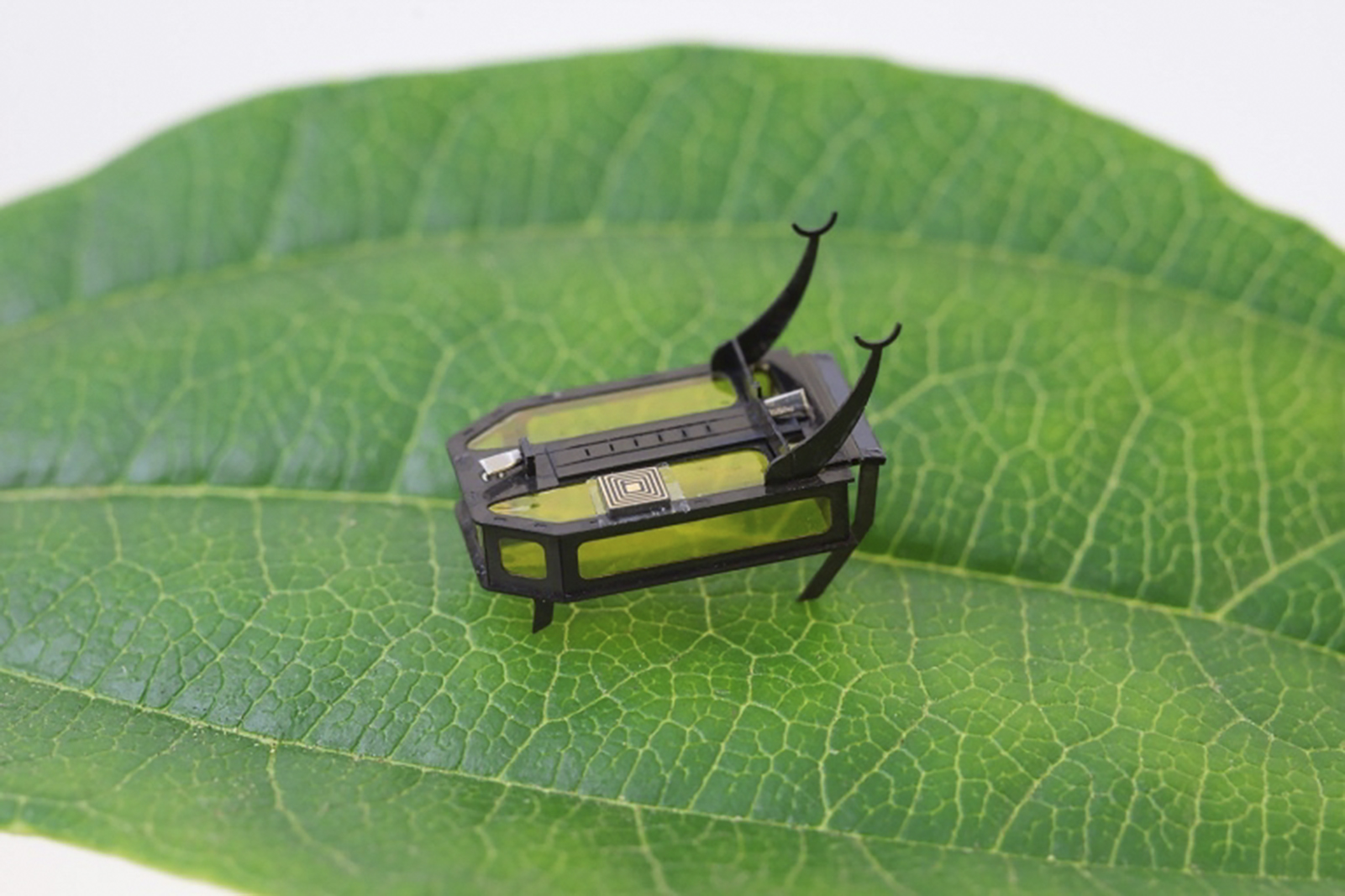 Ce mini-robot scarabée avance, rampe, grimpe et peut porter des charges. © Xiufeng Yang, University of Southern California, AFP