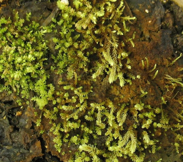Des plantes vieilles de plus de 400 ans, emprisonnées sous la glace, ont retrouvé la vie.&nbsp;© Université de l'Alberta