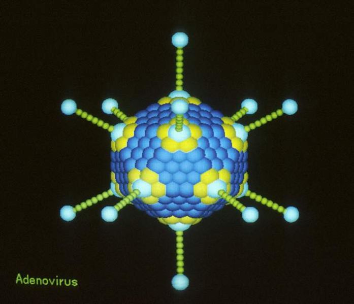 Un adénovirus, entouré de sa coque protéique. © Licence Commons