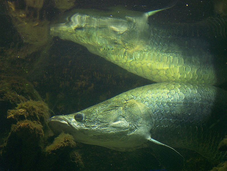 Appelé aussi pirarucu, l'arapaima possède un poumon primitif, en plus de ses branchies, qui lui permettent de respirer hors de l'eau. Une fonction adaptée à son environnement aquatique pauvre en oxygène, mais qui le rend vulnérable : les poissons s'oxygènent régulièrement en surface où ils sont facilement harponnés par les pécheurs locaux. © T. Voekler, Wikimedia Commons, cc by sa 3.0