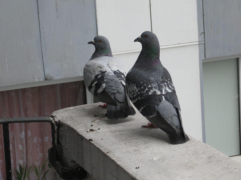 Domestiqué depuis des siècles, le pigeon biset est de nos jours représenté par 350 races différentes et autant de plumages distincts. © Ludek, Wikimedia Commons, GNU 1.2