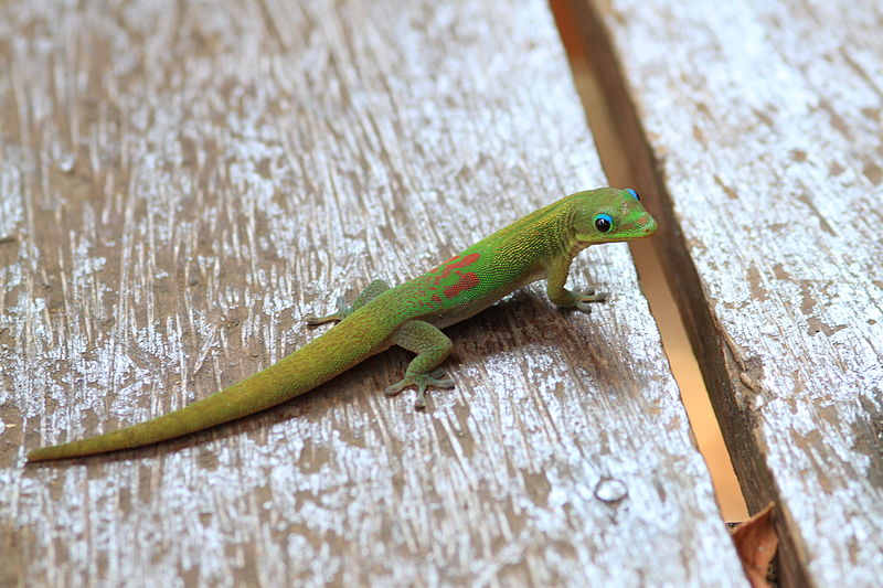 L'étude mathématiques montre que les geckos sont capables d'équilibrer la force de gravité en appliquant leur propre force à un mur. Ils peuvent appuyer et faire glisser leurs pattes vers leur corps sans tomber. © Biscutella, Wikimedia Common