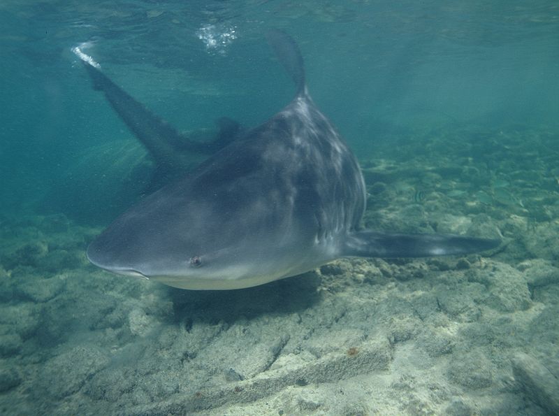 Le requin bouledogue peut atteindre 3,5 m de long et peser 110 kg. Il serait responsable de 18 % des attaques de squale mortelles répertoriées dans le monde. Il arrive en troisième position derrière le requin tigre (20 %) et le grand requin blanc (48 %).&nbsp;© AlKok, Flickr, CC by-nc-sa 2.0