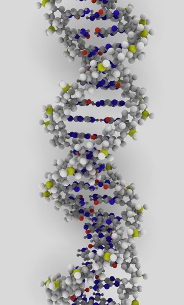 Dans l'ADN, il pourrait y avoir des variations génétiques appelées VNC, susceptibles d'allonger ou de raccourcir l'espérance de vie. Qu'en sait-on ? Pour le moment pas grand-chose car cette piste est suivie depuis peu. © Ynse, Wikipédia, cc by sa 2.0