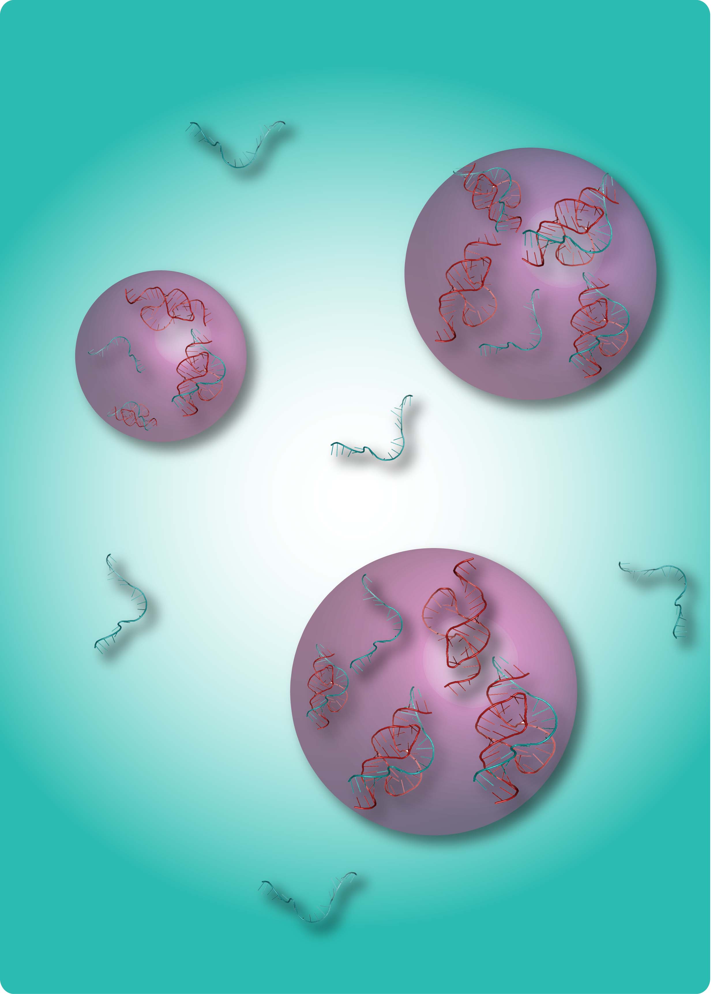 Sous certaines conditions, du dextrane mis en solution aqueuse a pu former des sphères et capturer de l'ARN à l'intérieur (filament bleu). Les molécules d'acide ribonucléique de grandes tailles (les petites étant restées à l'extérieur) ont alors pu interagir (avec les filaments rouges notamment). Ce mécanisme récréé en laboratoire pourrait être à l'origine de la vie... © C.-A. Strulson