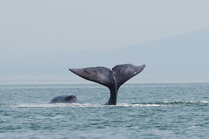 Vivant dans les eaux arctiques, la baleine boréale est un cétacé mesurant jusqu’à 20 mètres pour un poids d’une centaine de tonnes. © Olga Shpak, Wikimedia Commons, cc by sa 3.0