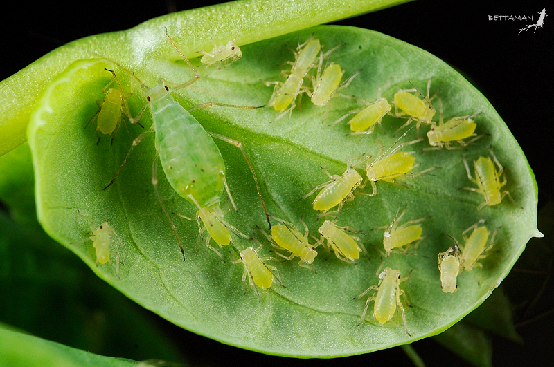 Le puceron vert du pois (Acyrthosiphon pisum), un insecte homoptère mesurant 2,5 à 4,4 mm de long,&nbsp;parasite de nombreuses plantes de la famille des légumineuses (pois, haricot, luzerne, etc.). © Bettaman, Flickr, CC by-nc-sa 2.0