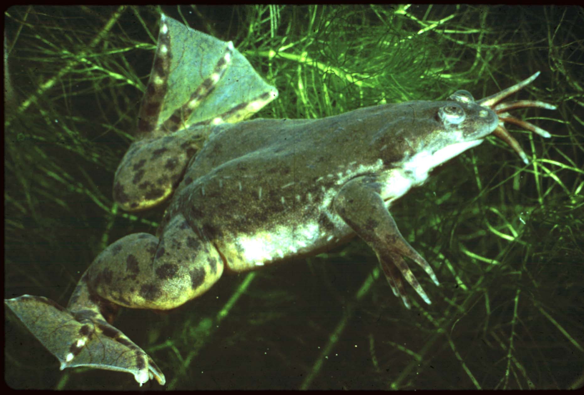 Xenopus laevis est une espèce d'amphibien originaire du centre et du sud de l'Afrique. Elle a été introduite dans de nombreux pays dont la France. Elle est souvent utilisée en laboratoire comme organisme modèle. © cep.unt.edu