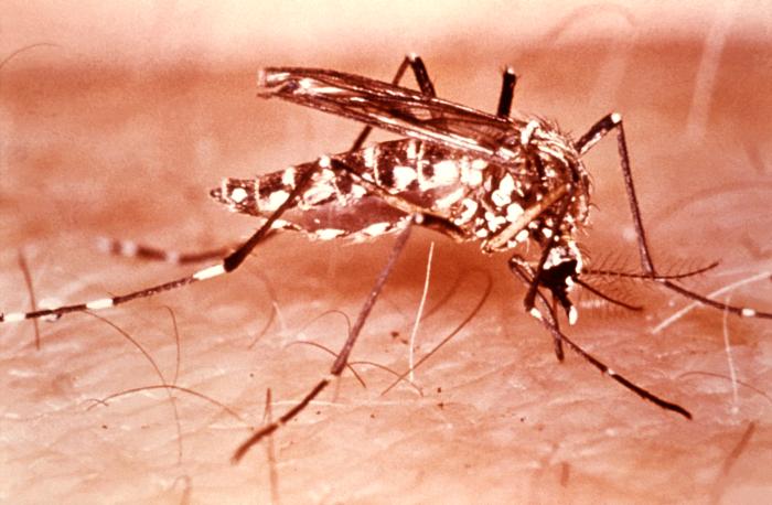 Une femelle Aedes aegypti en pleine action. En se nourrissant d'une minuscule quantité de sang, elle transmet souvent un virus, celui de la dengue, ou grippe tropicale. © Centers for Disease Control and Prevention Publich Health Image Library / Domaine public
