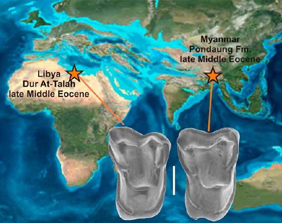 La ressemblance entre les molaires d'Afrasia djijidae (à droite) et Afrotarsius libycus (à gauche) est frappante. Les lieux de vie de ces deux espèces ont été replacés sur la carte de la Terre présentant la position des continents durant l'Éocène moyen, il y a 35 millions d'années. L'Afrique et l'Asie étaient séparées par l'océan Téthys. © Chaimanee et al. 2012, Pnas