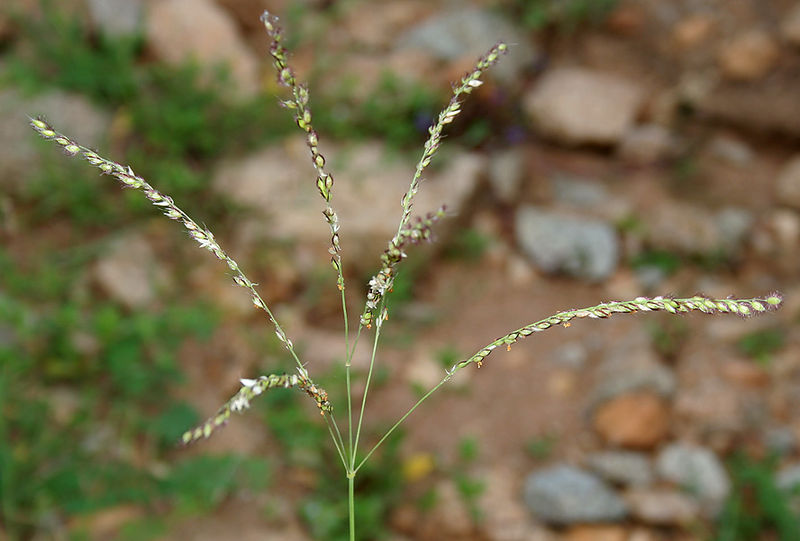 Alloteropsis est un genre d'herbe de la famille des poacées. &copy; J.M. Garg, Wikipédia, cc by 3.0