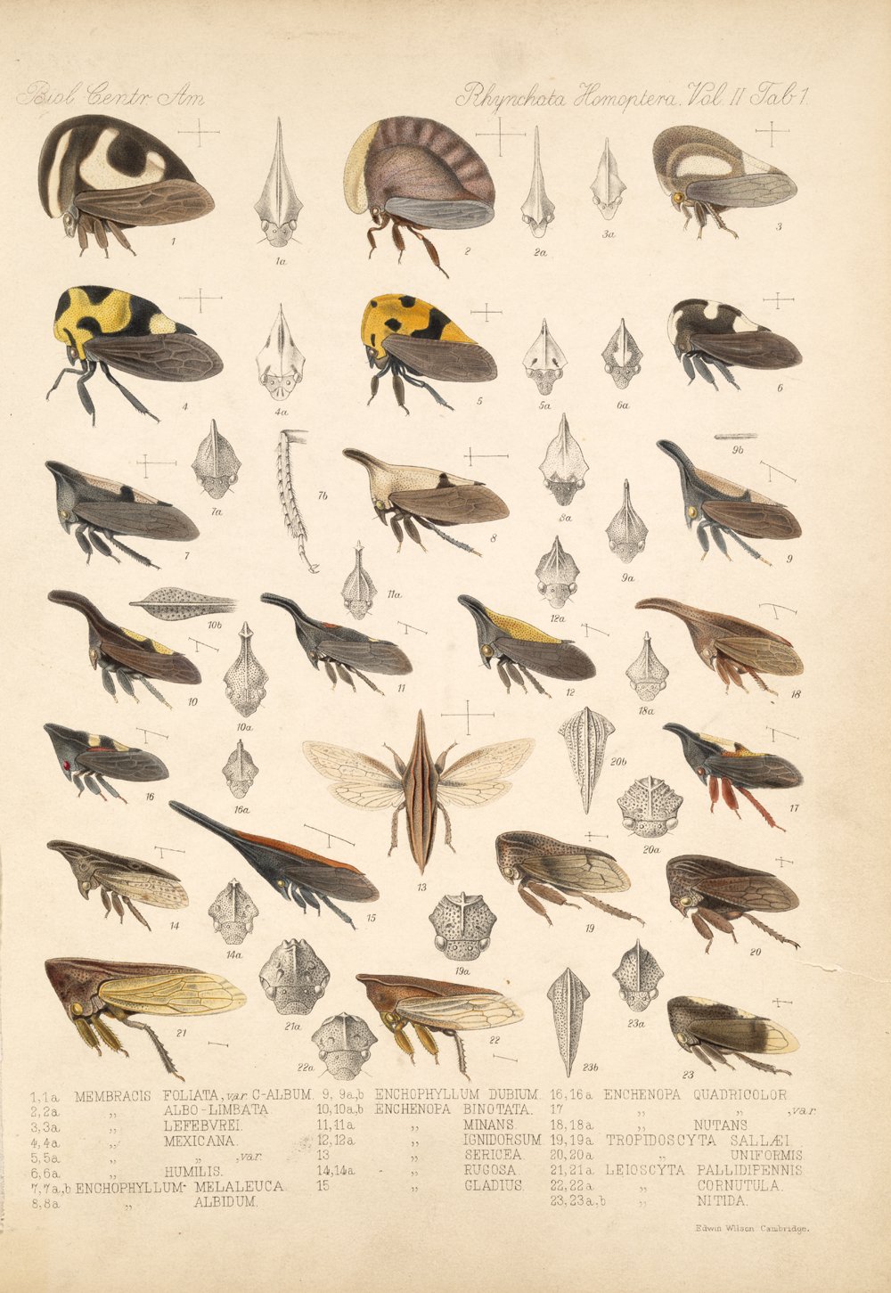 Une planche ancienne montrant des membracides, des insectes qui étonnent depuis longtemps. © Biologia Centrali-Americana