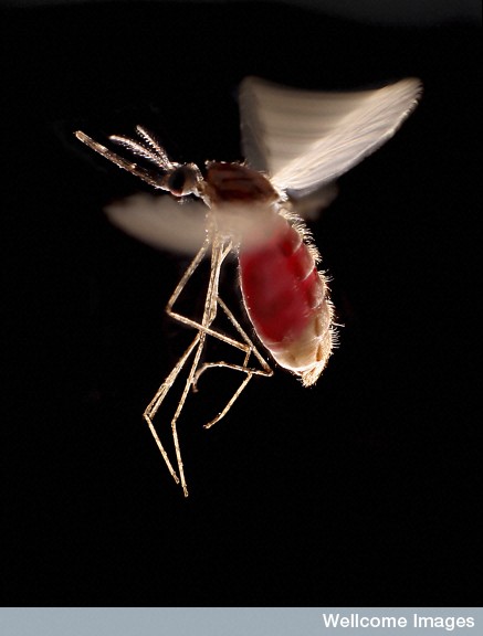 Ce moustique a manifestement trouvé de quoi se repaître, puisque son abdomen est rempli de sang. Mais comment s'y est-il pris exactement ?&nbsp;© Hugh Sturrock, Wellcome Images, Flickr, cc by nc nd 2.0