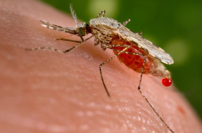 Un moustique Anophèle en pleine action. La goutte composée d'urine et du sang de la victime est visible à l'arrière du corps. Elle sert de climatiseur à l'animal et lui permet de maintenir son intégrité physique. © CDC