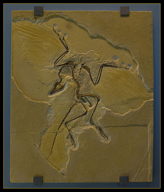 Malgré l'impression de vol dégagée par cet exemplaire fossile exposé à Berlin, l'archéoptéryx n'est plus un oiseau mais bien un dinosaure. © digital-cat, Flickr, CC-by-2.0
