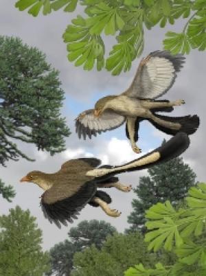 Représentation artistique d'un Archeopteryx lithographica en vol selon Carl Buel. L'animal pourrait s'être élancé d'un arbre pour ensuite se mettre à planer. © Carl Buel