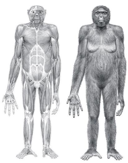 Ardipithecus ramidus, dite Ardi, une femelle de 1,20 mètre qui figure à coup sûr dans la famille des hominidés. © Jay Matternes / Science