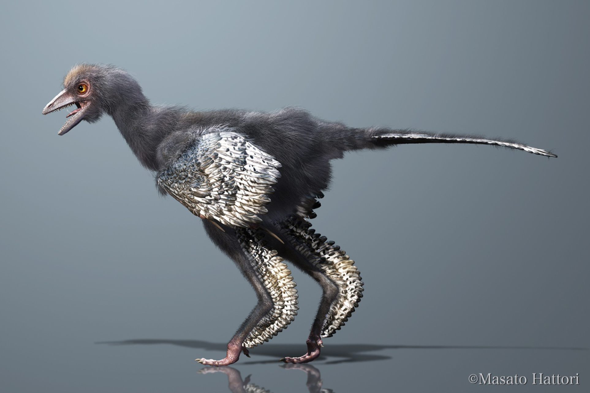 Reconstitution du théropode Aurornis xui, tel qu'imaginé par Masato Hattori. Il s'agirait de l'un des premiers avialiens. © Masato Hattori