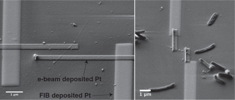 Les bactéries vivent sur une surface parcourue de nanoélectrodes en platine et font croître de longs filaments, qui conduisent effectivement l'électricité. © Mohamed El-Naggar et al. / Pnas
